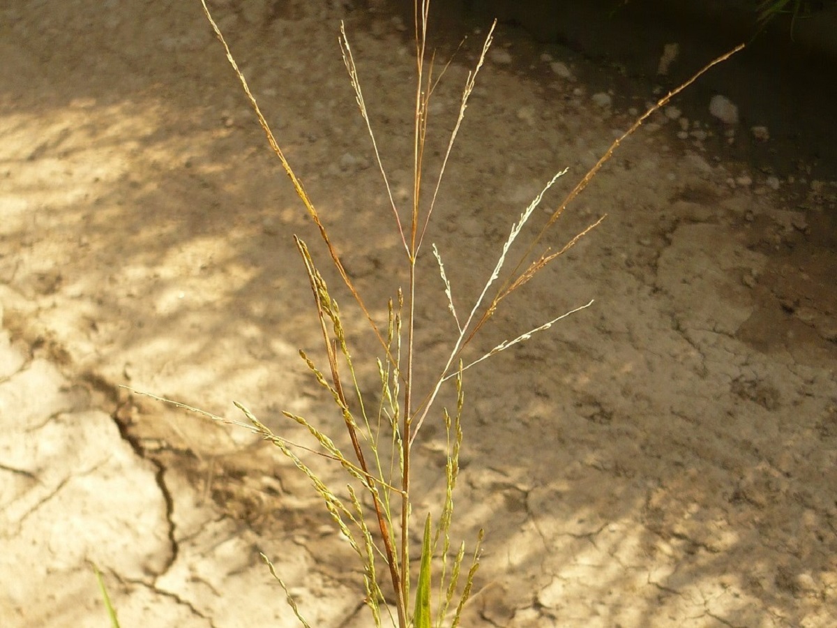 Panicum dichotomiflorum (Poaceae)